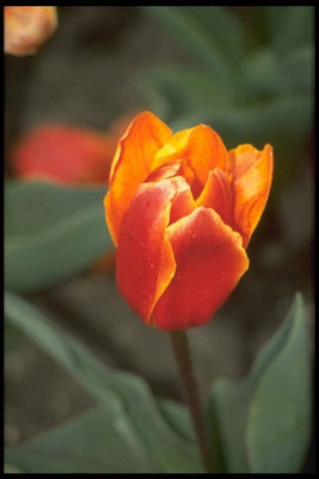 tulip 'Early Harvest'