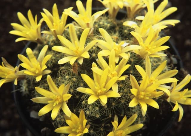 Suckering pincushion cactus