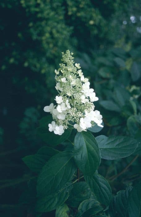 paniculate hydrangea 'Praecox'