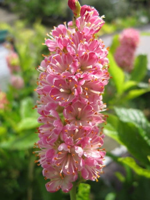 common white alder 'Ruby spice'