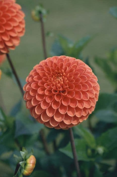 dahlia 'Jomanda'