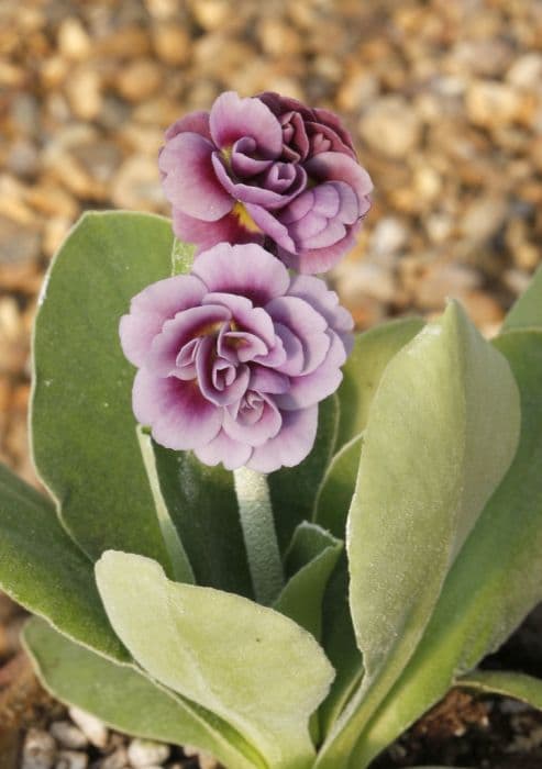 auricula 'Sibsey'