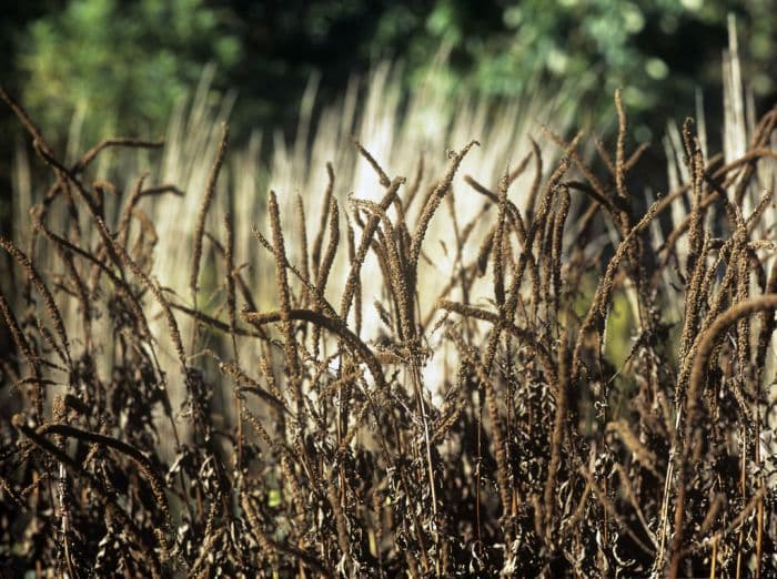 Culver's root 'Temptation'