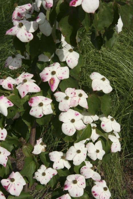 Chinese dogwood 'Claudia'