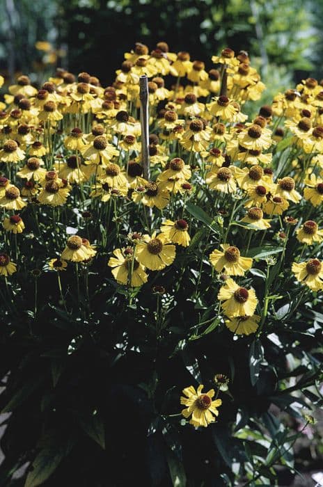 sneezeweed 'Wesergold'