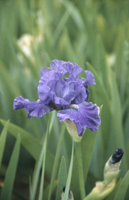 iris 'Mary Constance'