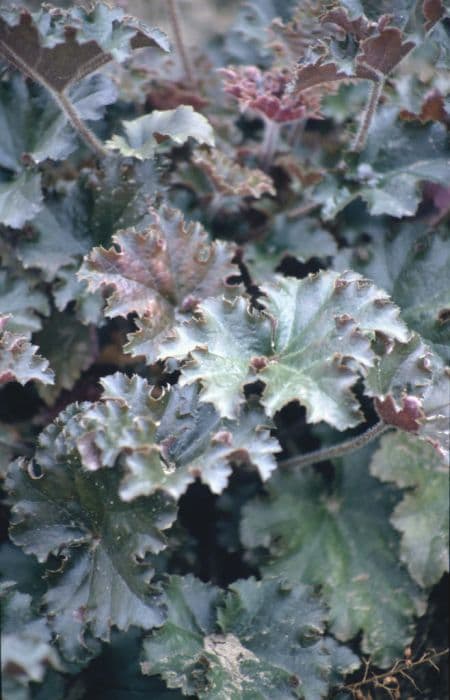 alum root 'Cappuccino'