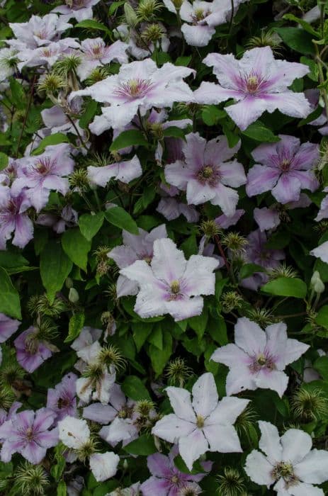 clematis 'Marmori'