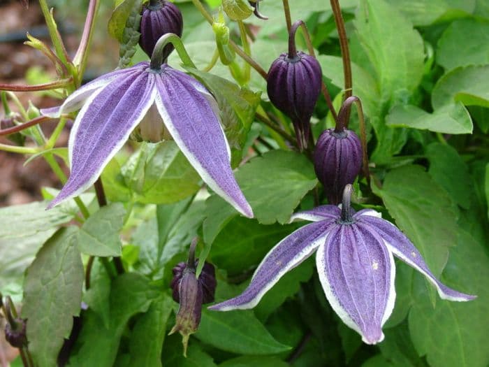 clematis 'Blue Eclipse'