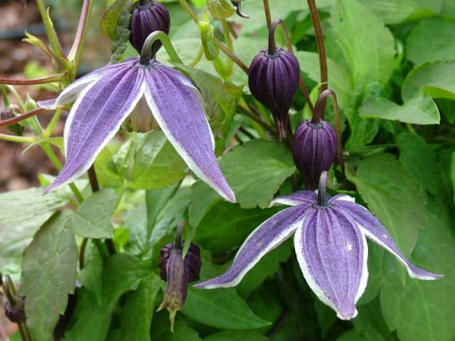 Clematis 'Blue Eclipse'