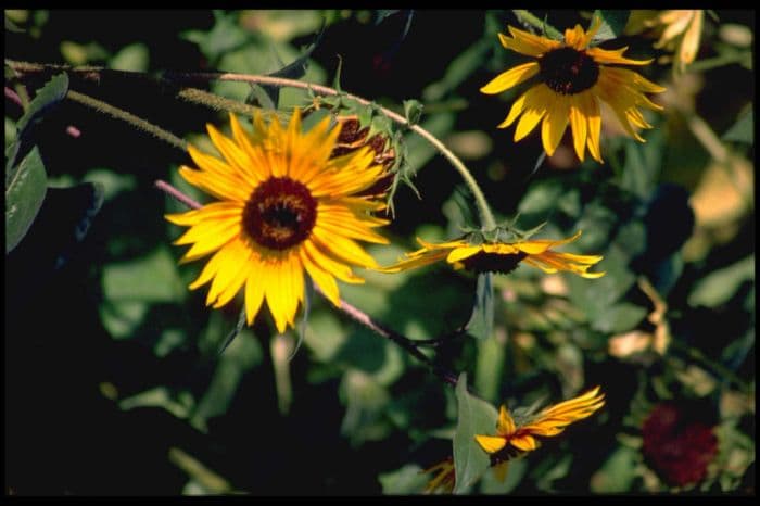 sunflower 'Pastiche'