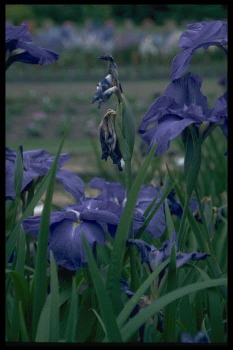 Japanese water iris 'Southern Son'