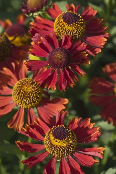 sneezeweed 'Coppelia'