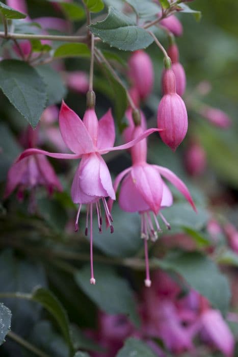 fuchsia 'Beacon Rosa'