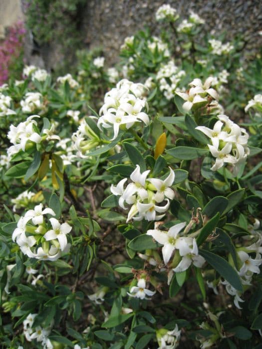 olive-leaved daphne