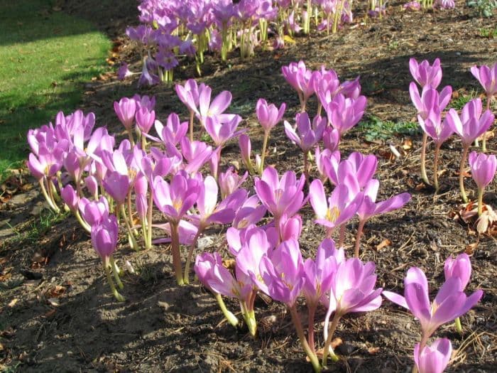 meadow saffron 'Dick Trotter'