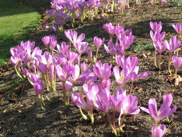 Meadow saffron 'Dick Trotter'