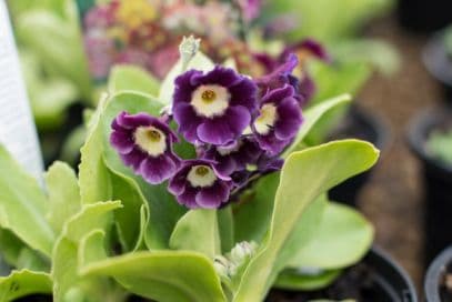 garden auricula