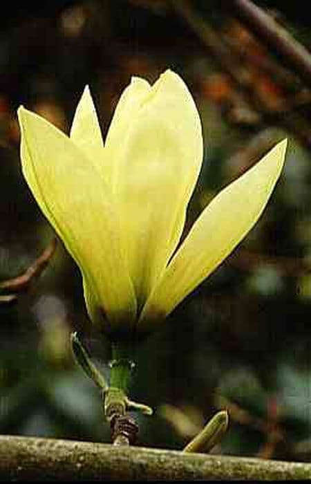 magnolia 'Elizabeth'