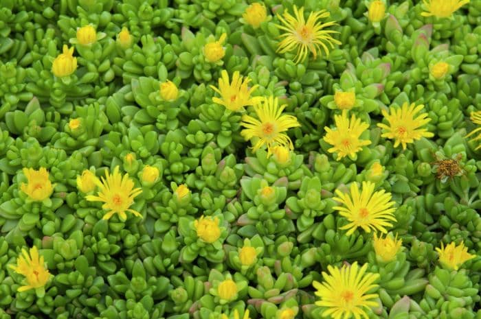 hardy yellow ice plant