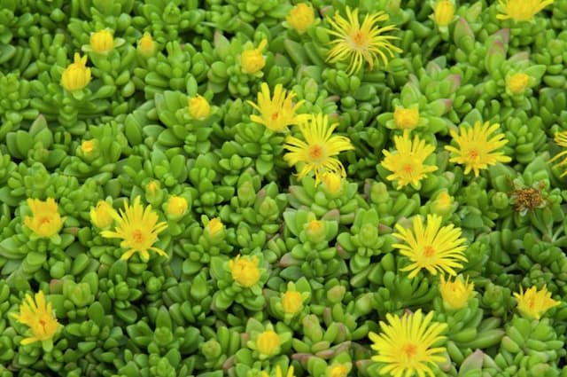 Hardy yellow ice plant