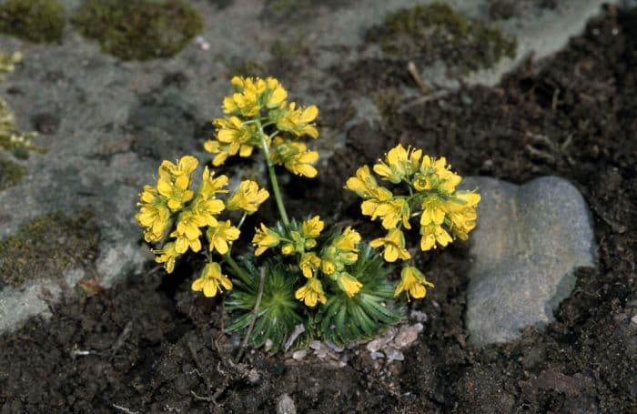 yellow whitlow grass