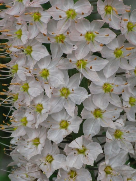 Himalayan foxtail lily