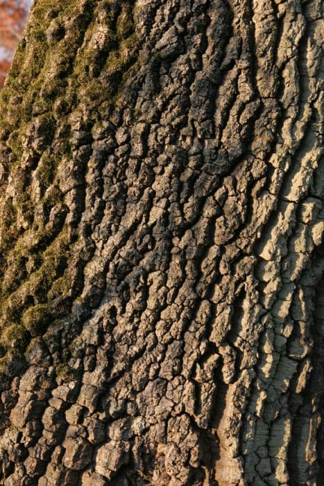 narrow-leaved ash