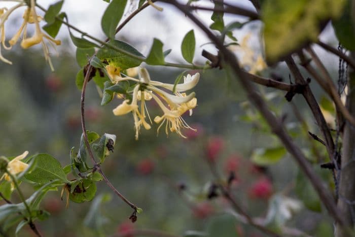 common honeysuckle