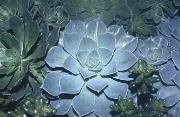 glaucous echeveria