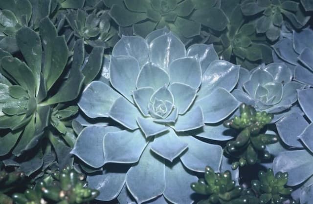 Glaucous echeveria