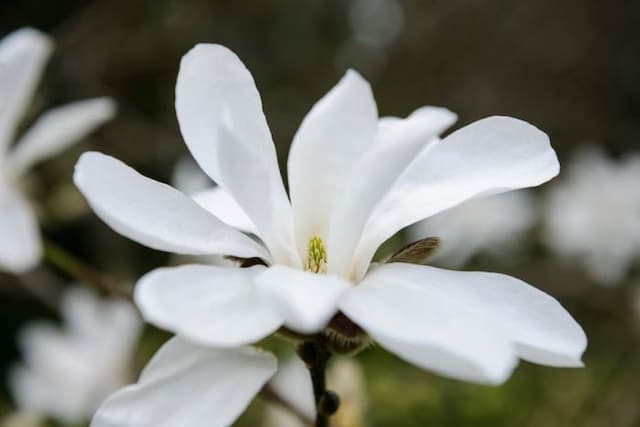 Northern Japanese magnolia