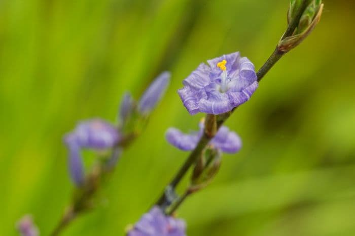 Australian morning flower