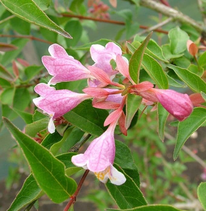 Engler's abelia