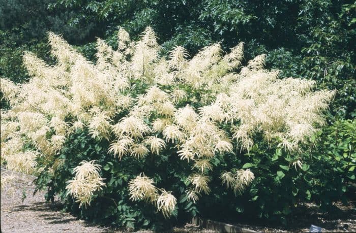 goat's beard