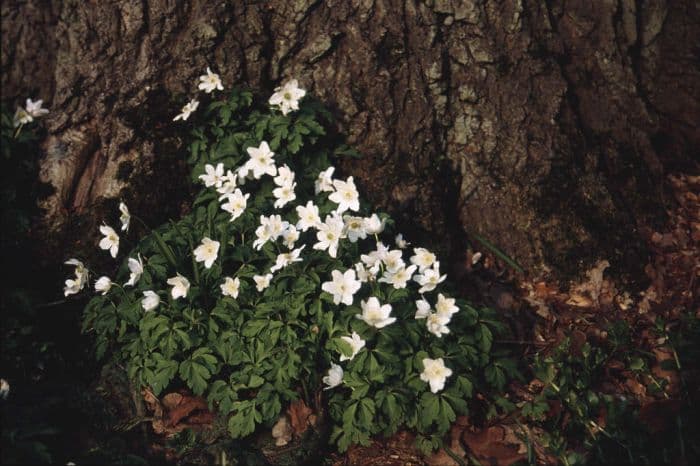 wood anemone