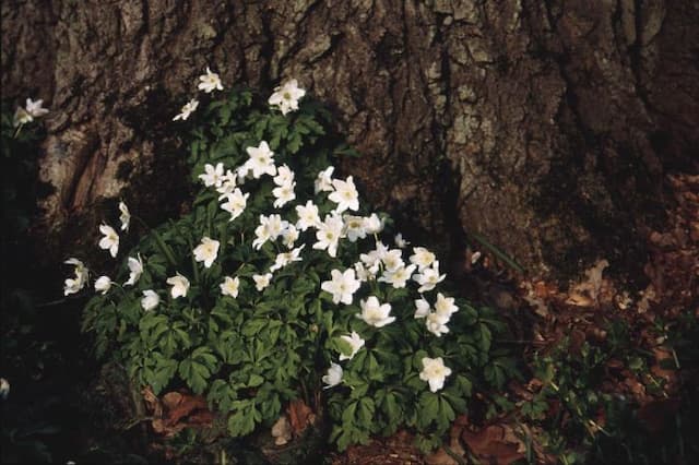 Wood anemone