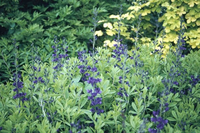 false indigo