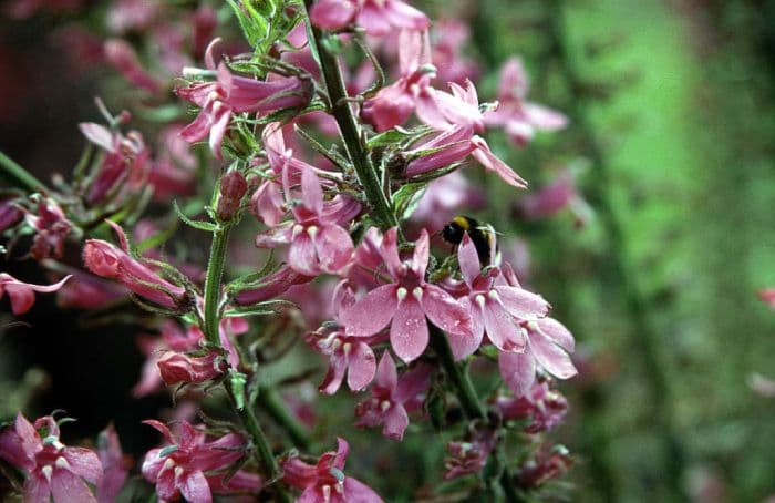 lobelia 'Pink Elephant'