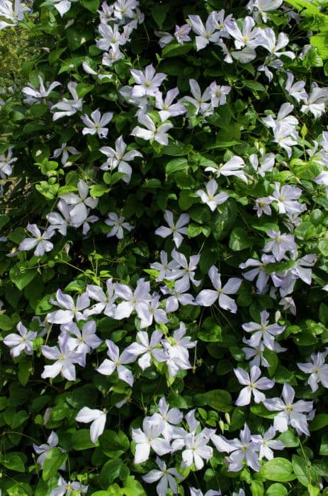 clematis 'Dutch Sky'