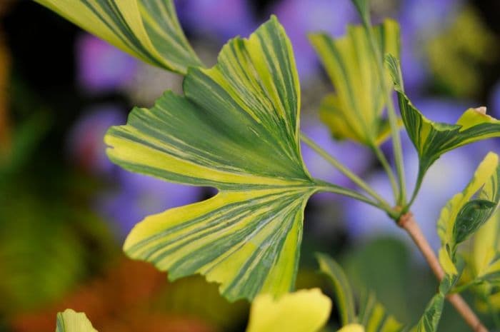 maidenhair tree 'California Sunset'