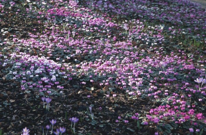 eastern cyclamen