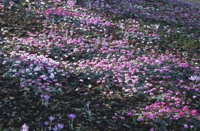 Eastern cyclamen