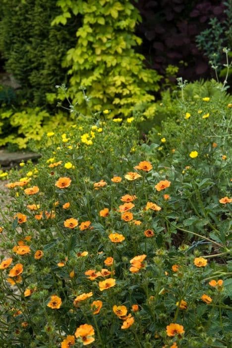 cinquefoil 'Majland'