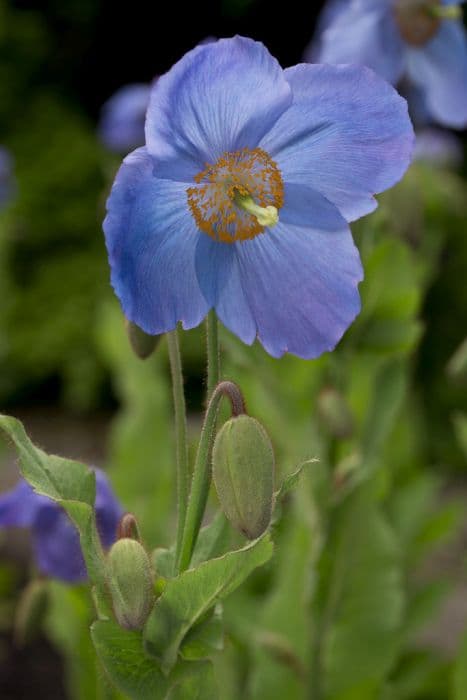 Himalayan blue poppy 'Susan's Reward'