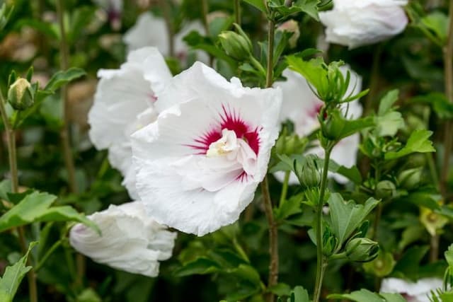 Rose of Sharon [French Point]
