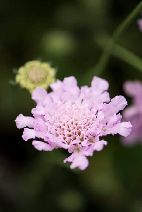 Small scabious [Flutter Rose Pink]