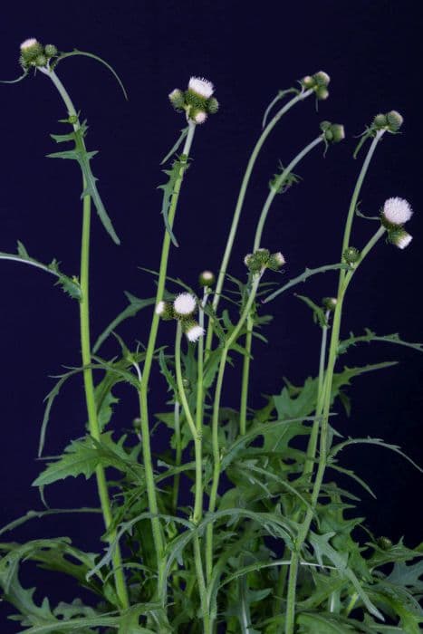 plume thistle [Frosted Magic]