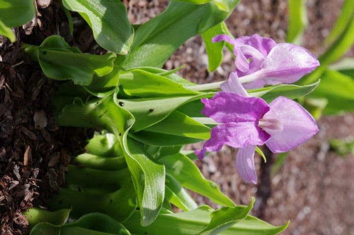 alpine roscoea