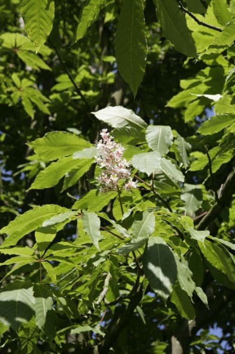 Indian horse chestnut